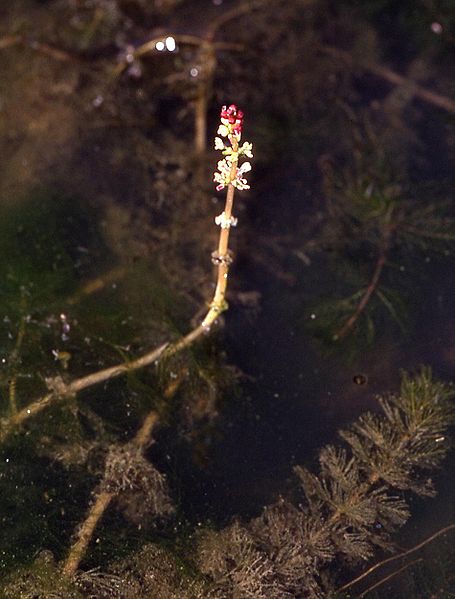 Myriophyllum spicatum flower above water. 